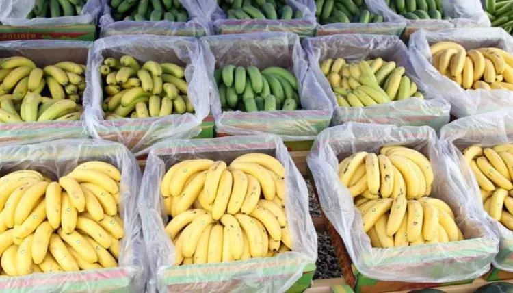 Logística deficiente ameaça exportação da banana nacional