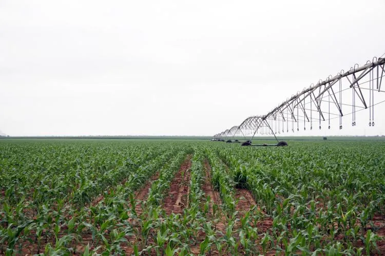 FAO coloca sector agrícola sob pressão de sementes, água, solos degradados e pragas