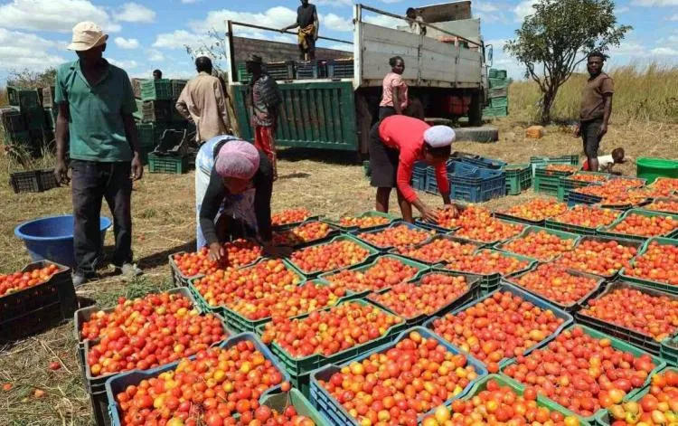 Falta de conservação e fábricas faz perder tomate no Cunene, Bengo e Zaire; país terá desperdiçado 1.700 toneladas em dois meses