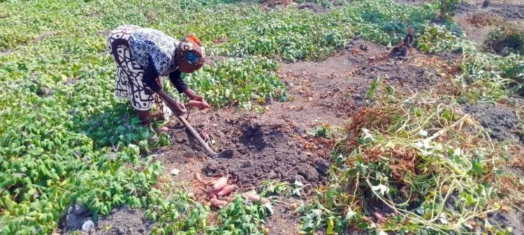 Associações agrícolas defendem “medidas urgentes” para o desenvolvimento da produção