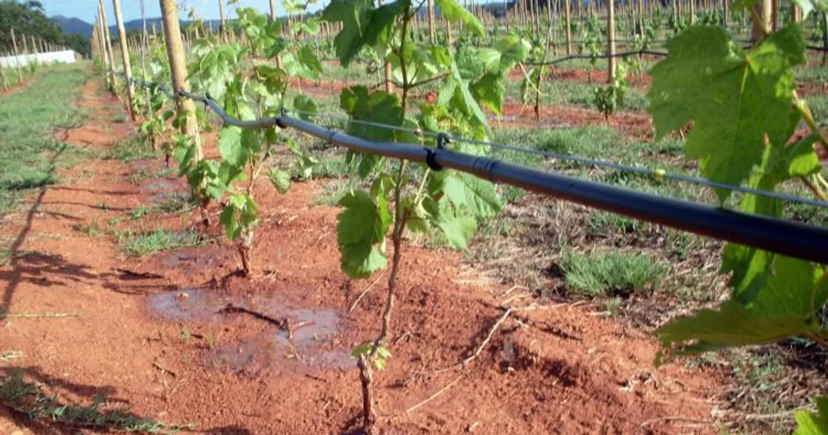 Instalação de projectos de irrigação consome cerca de 21 mil milhões kz das cooperativas agrícolas