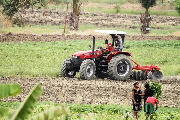 FAO aponta crescimento agrícola em Angola, mas produtores questionam resultados no terreno