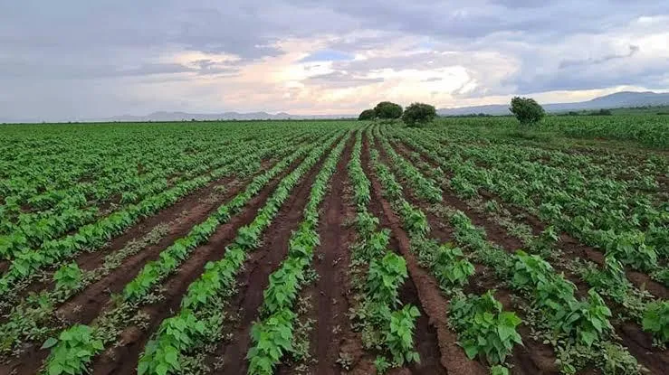 Associações exigem revisão da lei de terras: Há agricultores à espera de legalização há dez anos