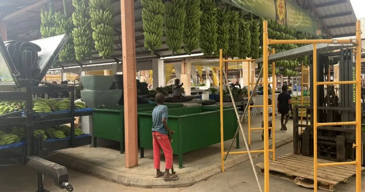 Participantes preparam últimos detalhes para 11.ª edição da Feira da Banana que abre portas esta Sexta-feira