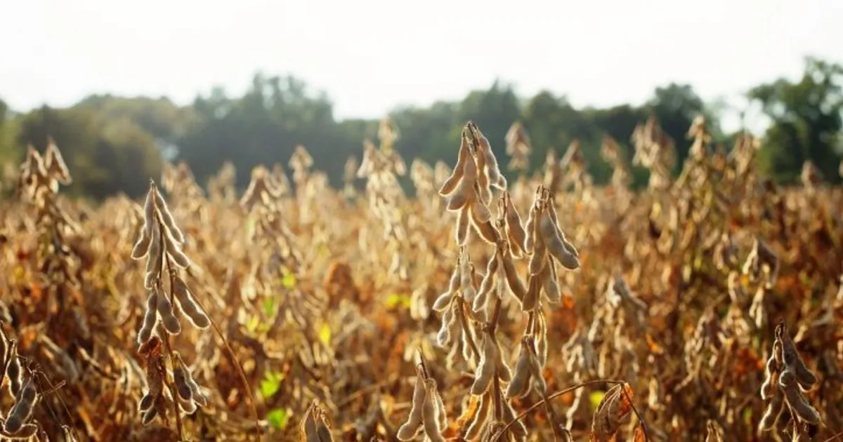 Compradores procuram-se: fazenda no Lucala tem 1000 toneladas de soja à venda, mas faltam interessados