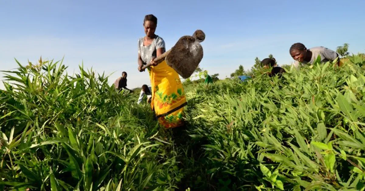 Empresário austríaco quer investir no Bengo. Sectores da agricultura e das florestas na mira