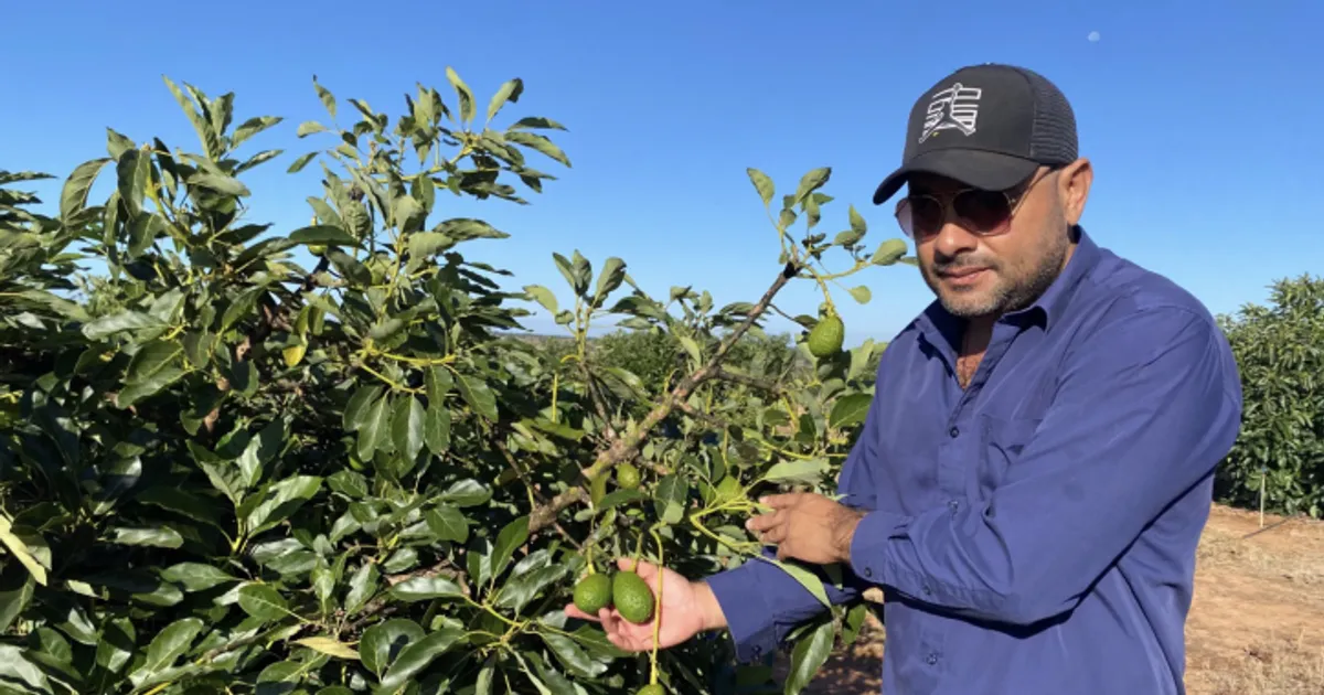 Abacates ‘made in Huíla’ exportados para África do Sul, Canadá e China a partir de Novembro
