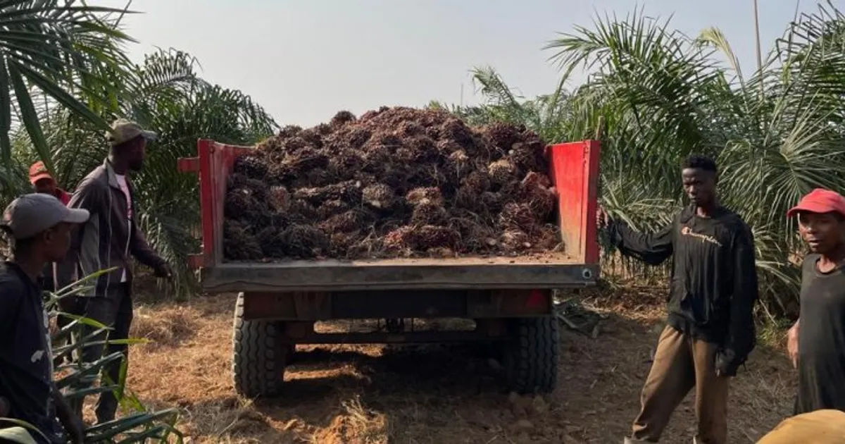Refitec compra óleo de palma bruto produzido no Kwanza Norte e fica mais perto de substituir importações