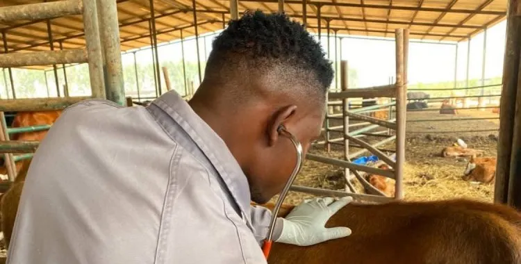 OMVA pede valorização, remunerações justas e melhores condições para médicos veterinários em Angola
