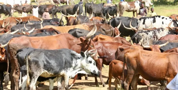 Namíbia suspende exportações de carne de bovino devido a foco de febre aftosa